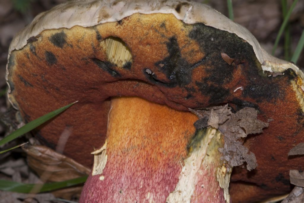 Conferma Boletus satanas